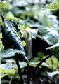 Jack-in-the-pulpit