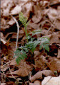 Rattlesnake fern