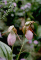 Pink Lady's Slipper