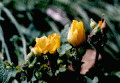 Celendine Poppy