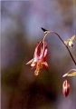 Columbine