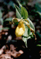 Yellow Lady's Slipper