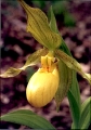 Yellow Lady's Slipper