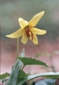 Trout Lily or dogtoothed violet